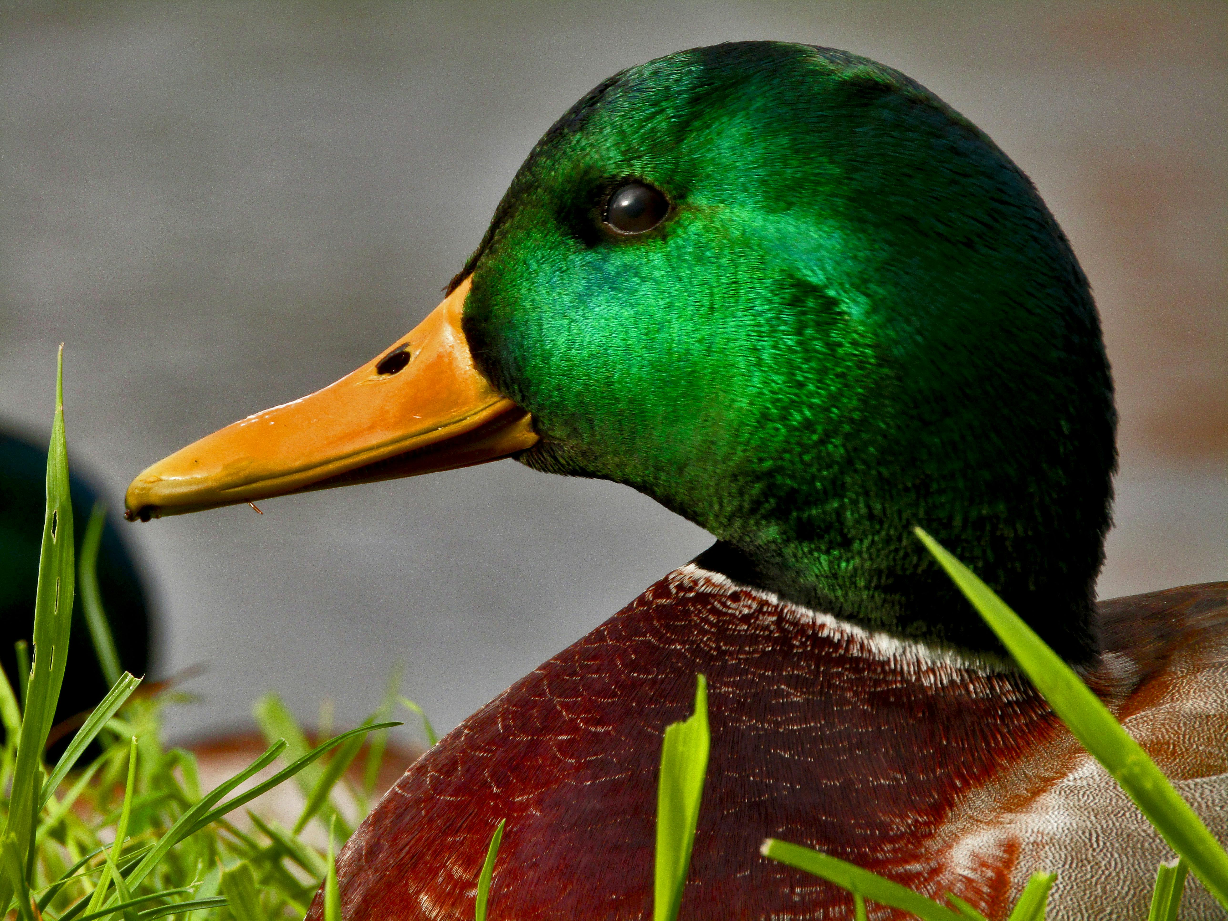 Free stock photo of animal, duck, green