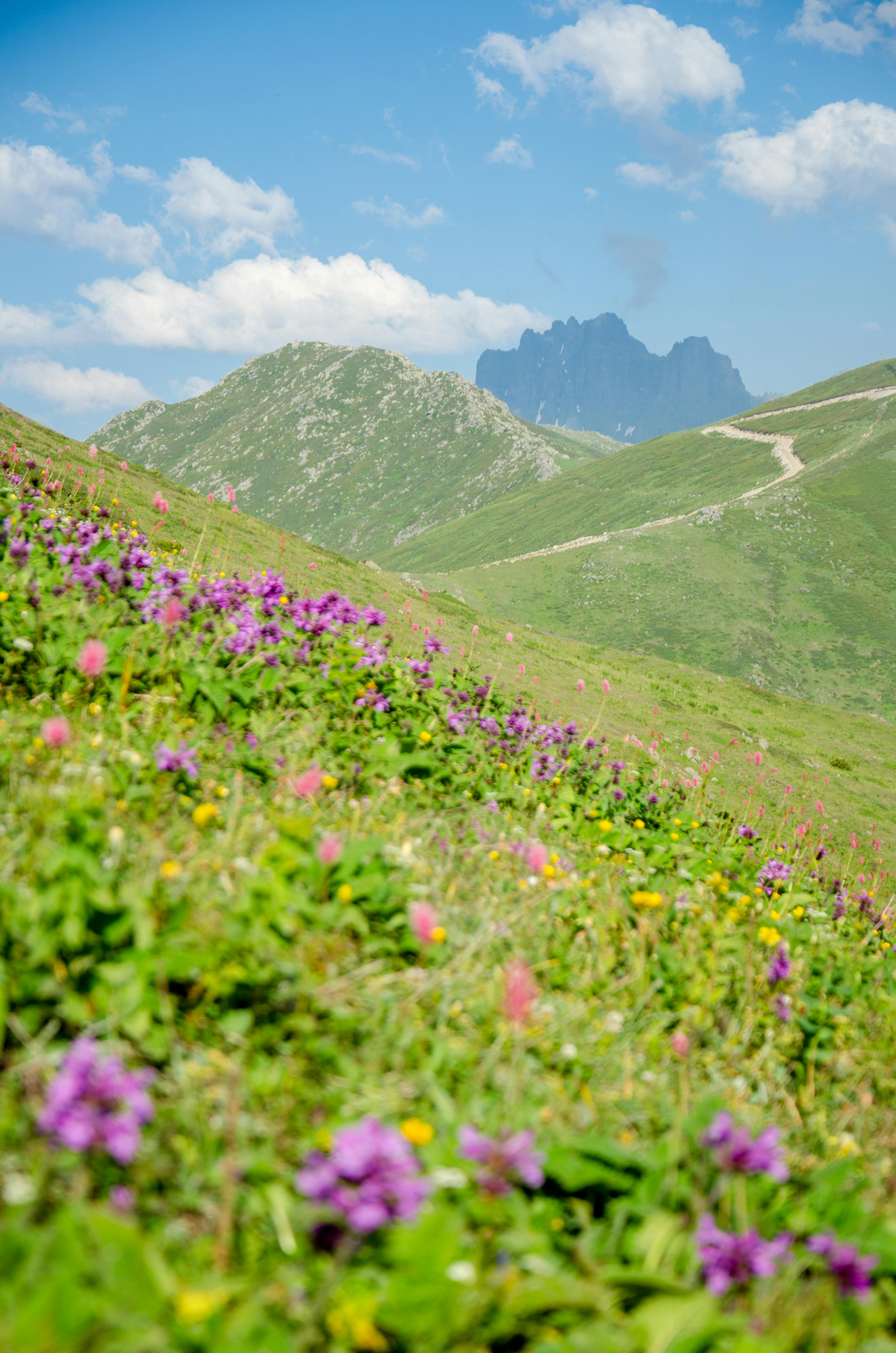 purple wildflowers field