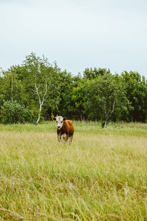 Gratis stockfoto met akkerland, beest, boerderij