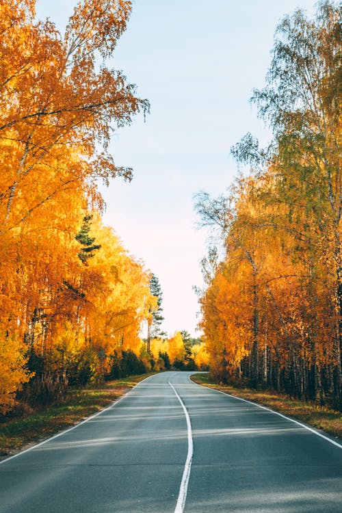 Gray Concrete Road Between Autumn Trees