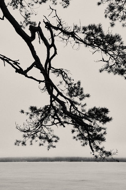 Foto profissional grátis de árvore, filiais, monocromático