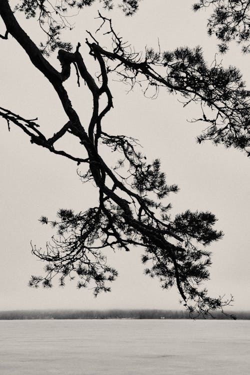 Monochrome Photo of the Silhouette of a Tree