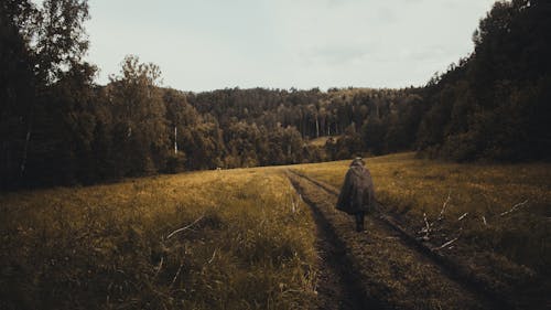 Foto stok gratis berjalan, hutan, jalur