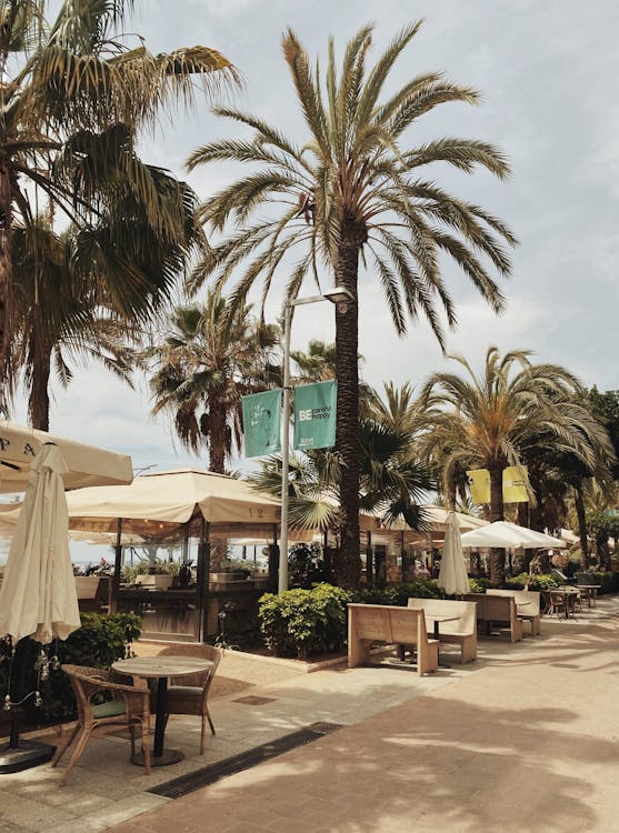 Gratis Immagine gratuita di alberi, caffè all'aperto, caffè europeo Foto a disposizione