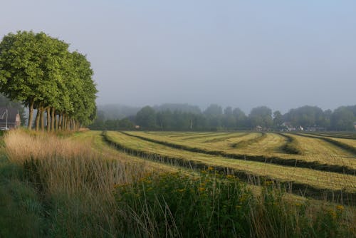 Kostnadsfri bild av åkermark, bondgård, dimma
