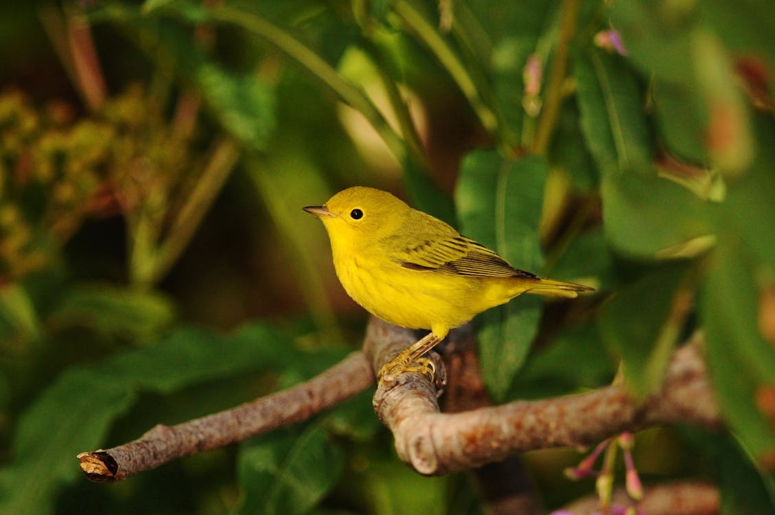 Free Yellow Warbler On a Branch Stock Photo