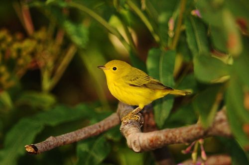 Free Close-up of a yellow warbler sitting on a branch surrounded by lush green foliage. Stock Photo