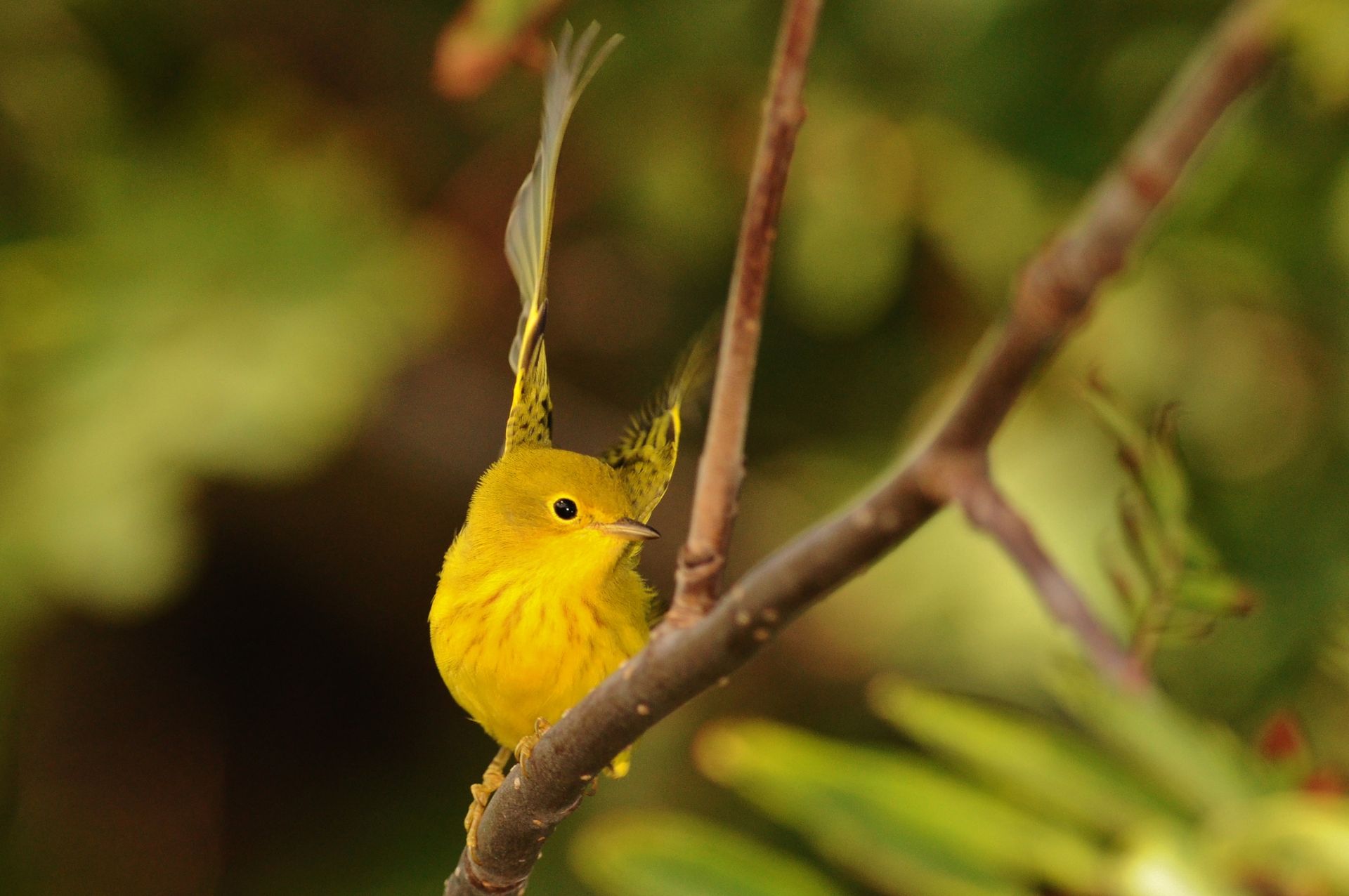 Vivid close-up of a yellow warbler perched on a branch, surrounded by lush foliage.