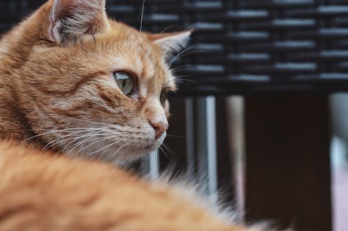 Orange Tabby Cat In Close Up View