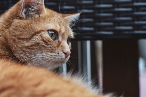 Free Detailed close-up portrait of a ginger tabby cat with green eyes and whiskers. Stock Photo