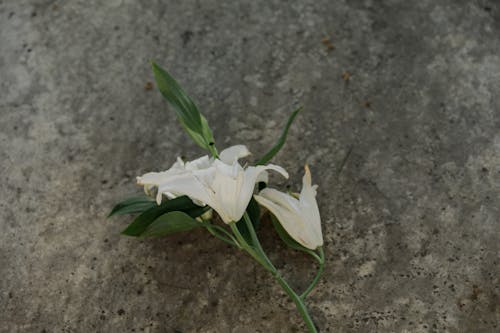 Close-Up Photograph of White Lily Flowers