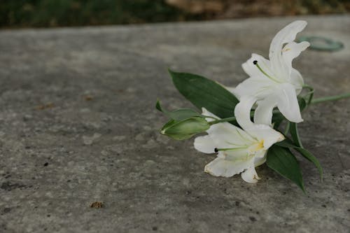 คลังภาพถ่ายฟรี ของ กำลังบาน, ดอกไม้, พื้นผิวคอนกรีต