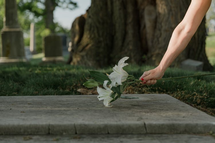 Photo Of A Person's Hand Offering Lily Flowers