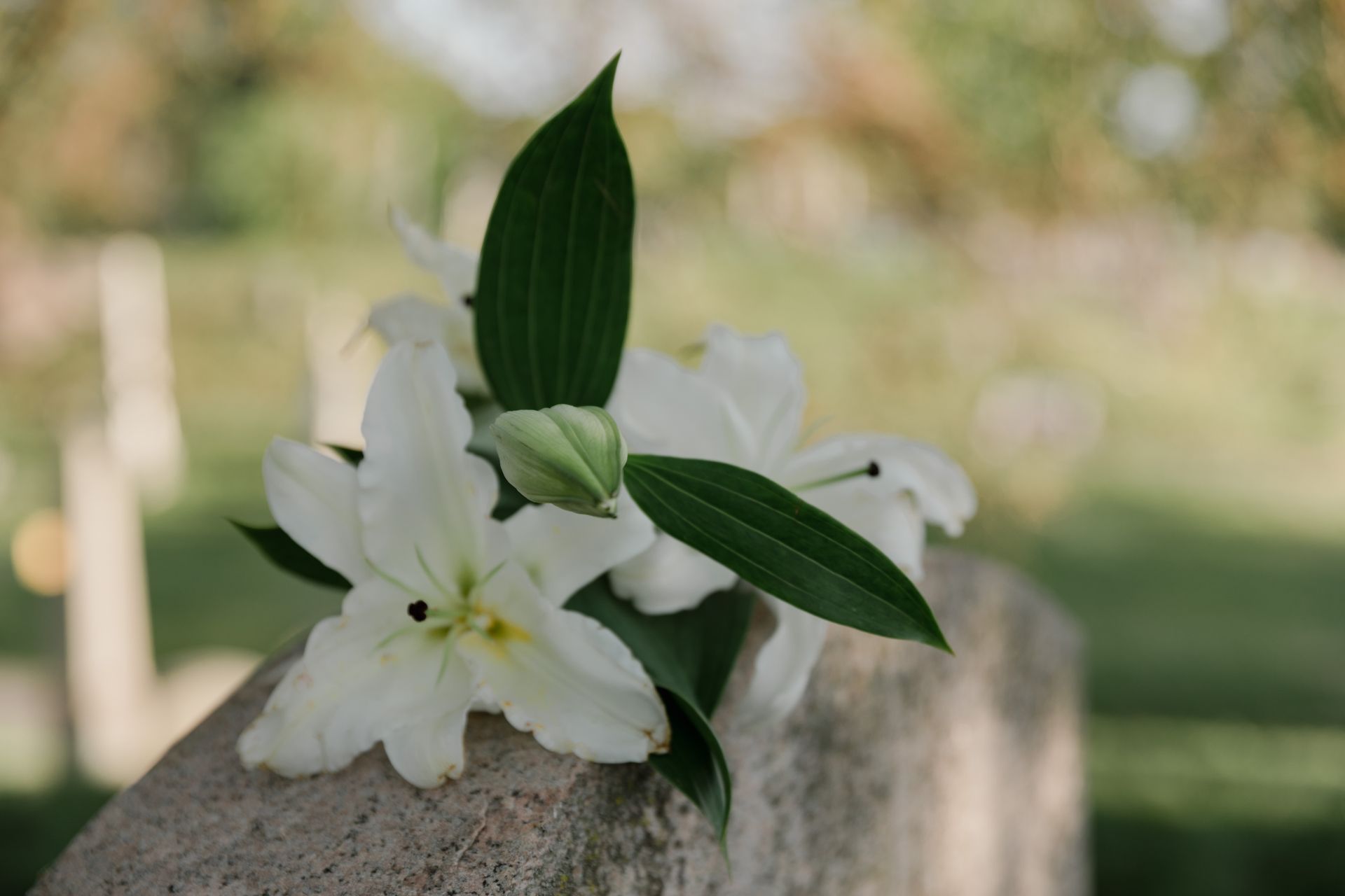 Close-Up Photograph of a White Lily Flower