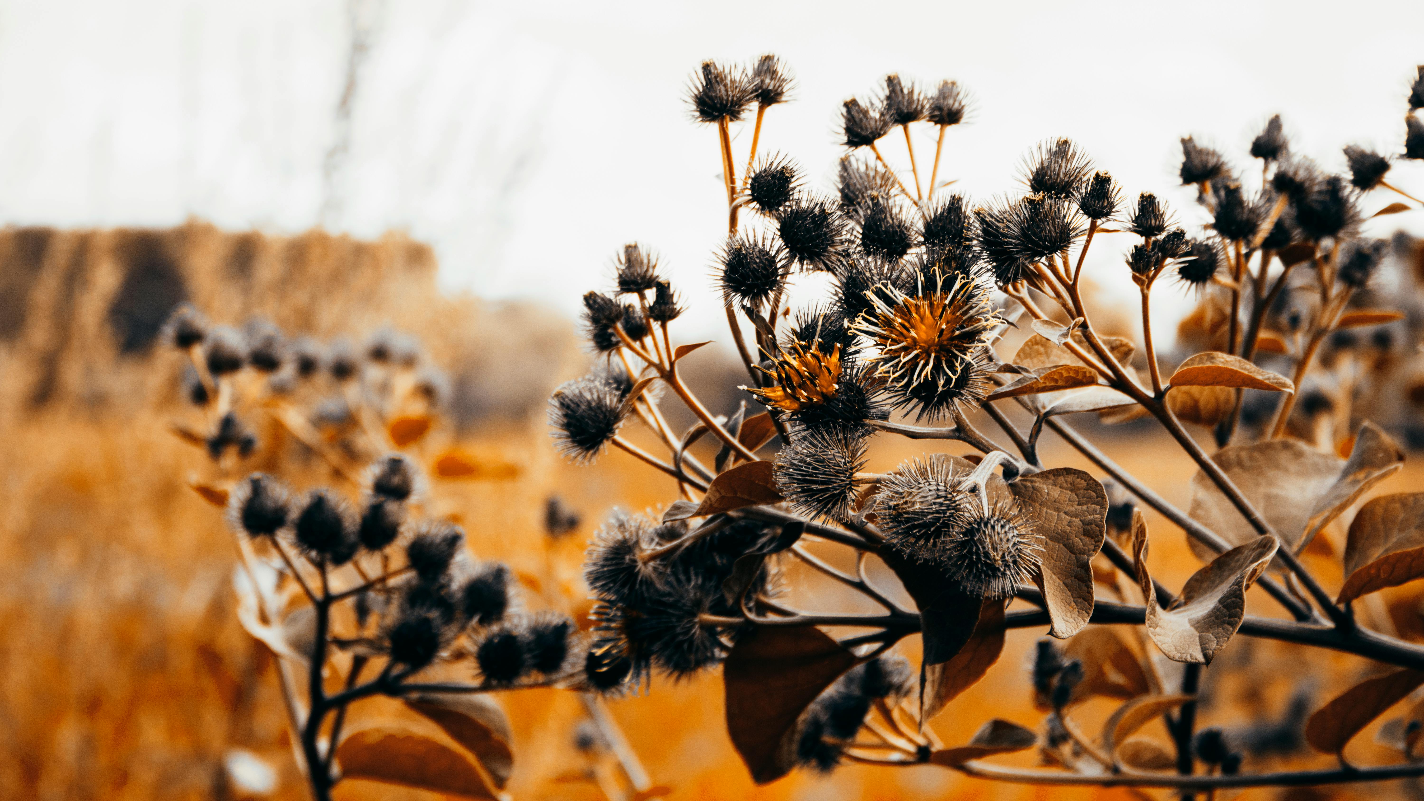 冬季盛开的蓟植物在艺术镜头下展现了大自然的美丽