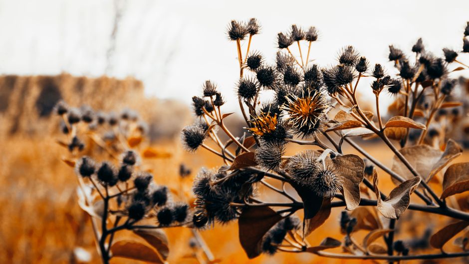 Nostalgisch herfstboeket met droogbloemen in vaasje. Nostalgisch herfstboeket met droogbloemen in vaasje.