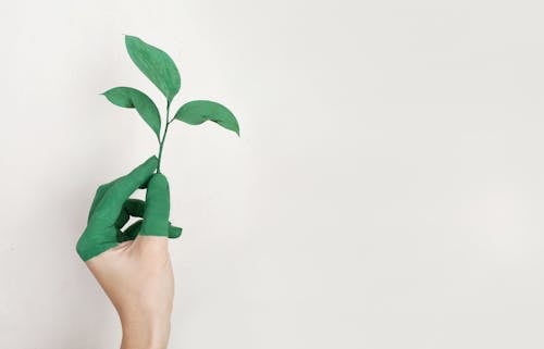 Free 사람의 왼손 잡고 녹색 잎 식물 Stock Photo