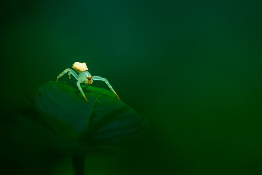Macro photograph of a spider on a green leaf, relevant to residential pest control around homes