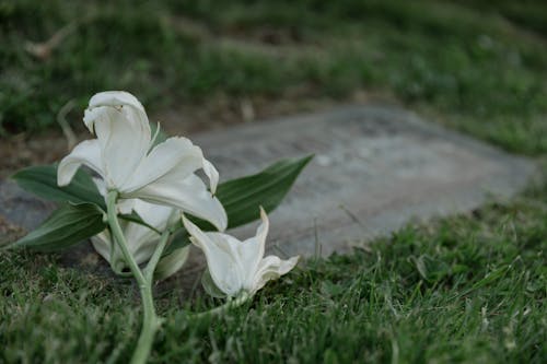 Бесплатное стоковое фото с крупный план, лилия, лист