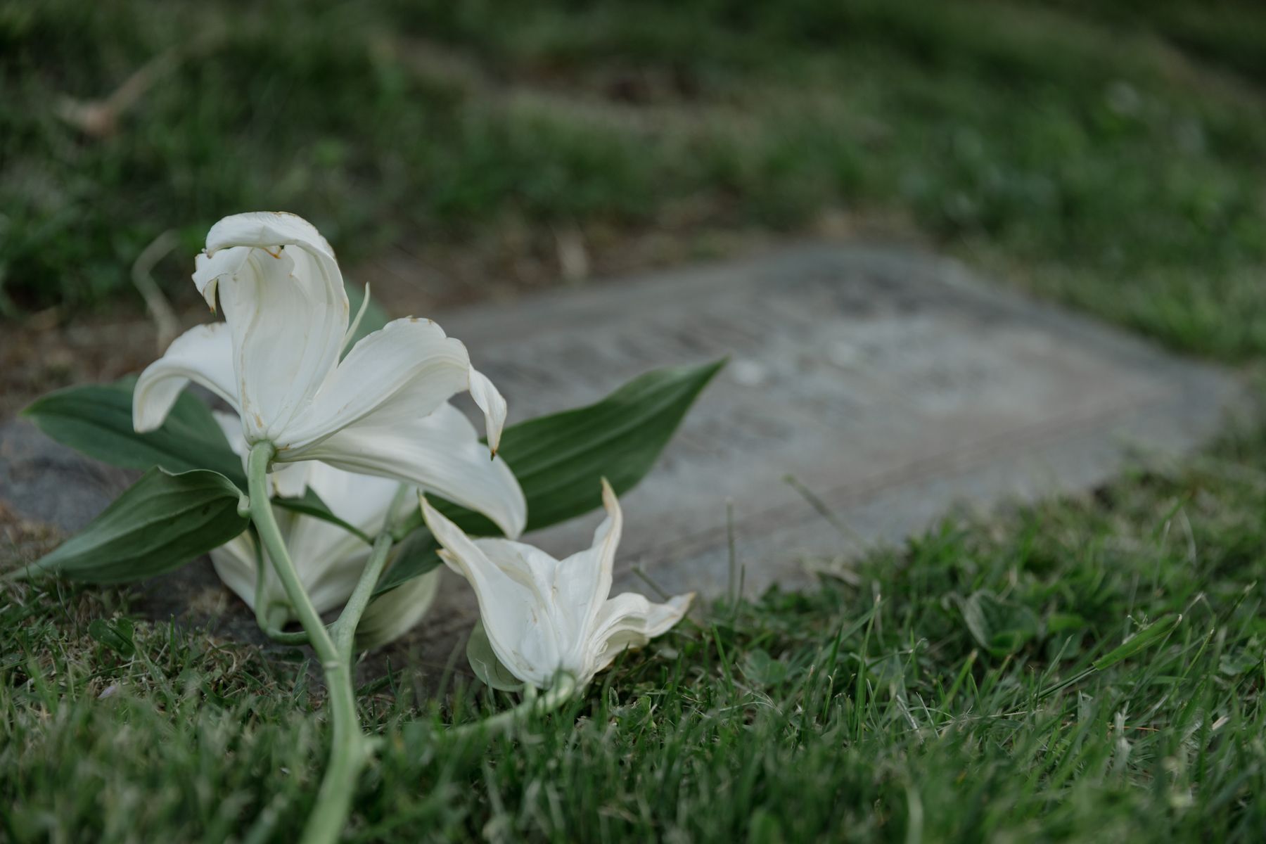 White lilies laid gently as a mark of remembrance