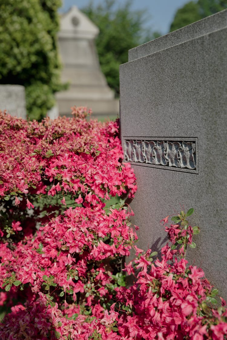 Pink Flowering Plant Beside A Headstone