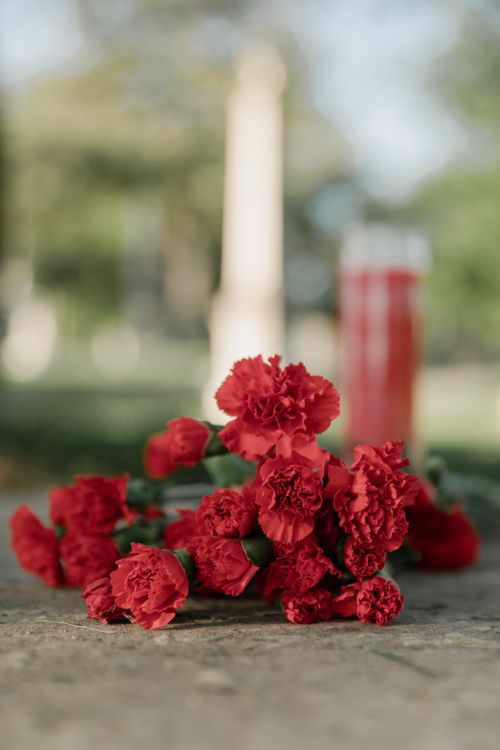 Free Close-up of blooming red carnations with blurred outdoor background. Vivid colors and natural beauty captured. Stock Photo