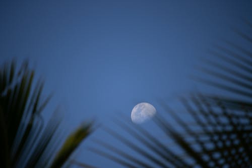 Moon on Blue Sky Seen Through Grass