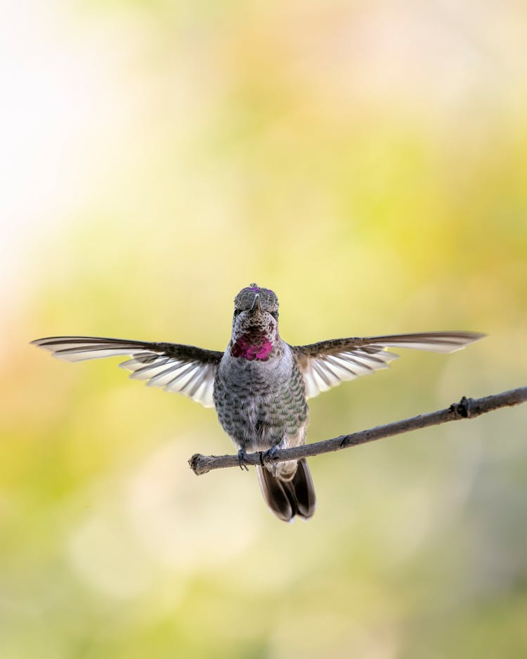 Anna's Hummingbird On The Tree Branch