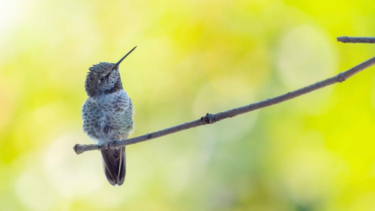 Anna's Hummingbird Perched On A Stem In Close Up Photography