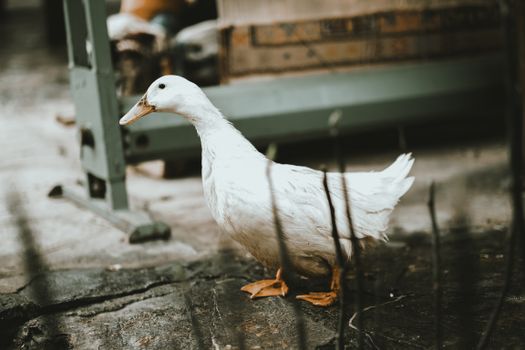 Photo of a White Duck