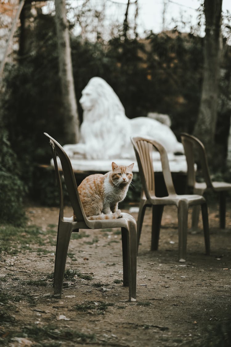 A Cat Sitting On The Plastic Chair