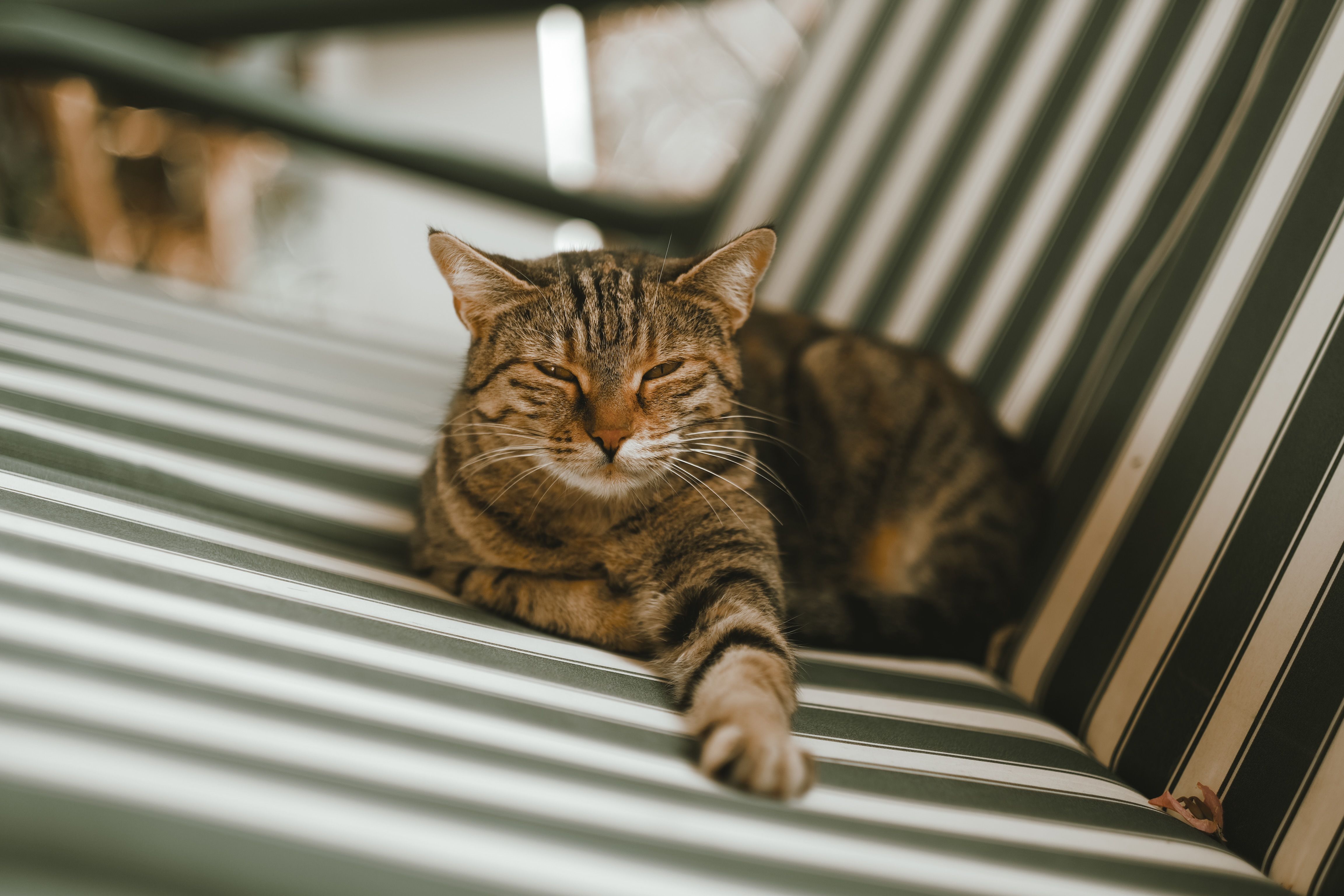 Gently resting tabby cat on striped fabric chair captures a moment of tranquil leisure.