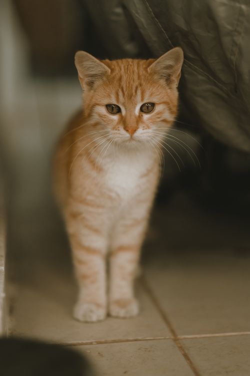 Free Cute tabby cat with curious eyes poses indoors. Perfect for animal lovers. Stock Photo
