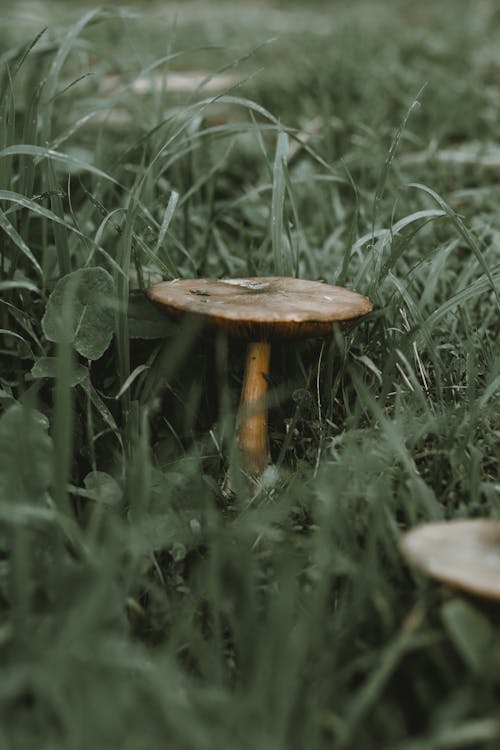 Free Close Up Photo of Mushroom Beside Grass Stock Photo