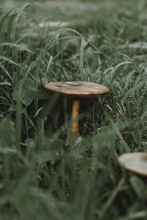 Close Up Photo of Mushroom Beside Grass