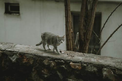 Fotobanka s bezplatnými fotkami na tému cicavec, domáce zviera, fúzy