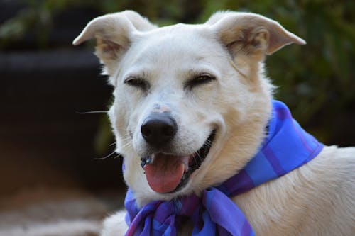 Free stock photo of dog, happy, laughing dog