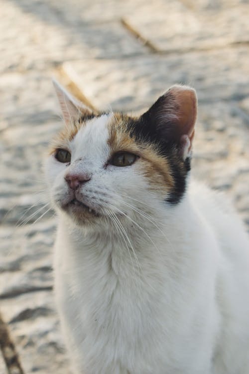 бесплатная Бесплатное стоковое фото с вертикальный выстрел, домашнее животное фотография, домашняя кошка Стоковое фото