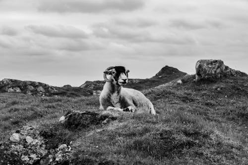 Gratis stockfoto met beest, eenkleurig, gras