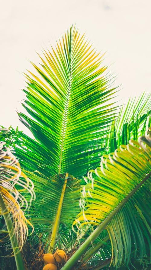 Free stock photo of branch, branches, caribbean Stock Photo