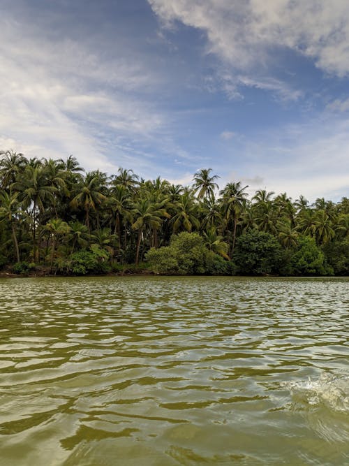 River Beside Coconut Trees