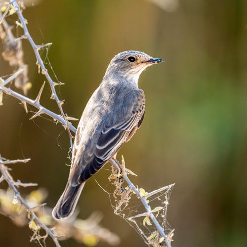 Free Close-Up Shot of a Passerine Bird Perched on a Twig Stock Photo