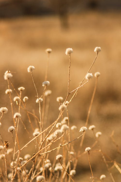 Kostenloses Stock Foto zu blume, makro, pflanze