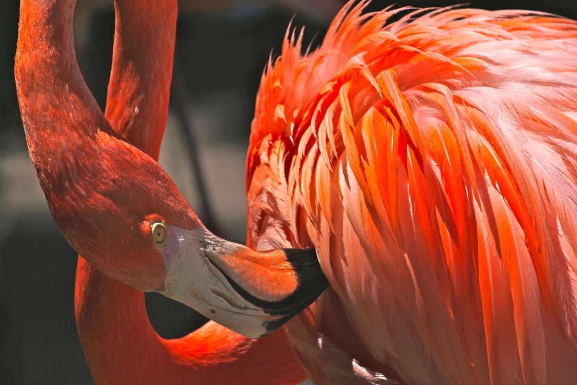 Kostenlos Kostenloses Stock Foto zu flamingo, nahansicht, tier Stock-Foto