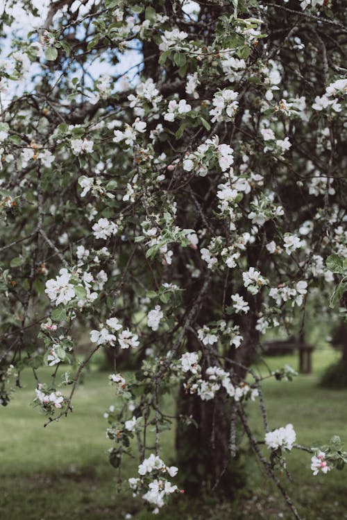 Bezpłatne Darmowe zdjęcie z galerii z białe kwiaty, flora, jabłoń Zdjęcie z galerii