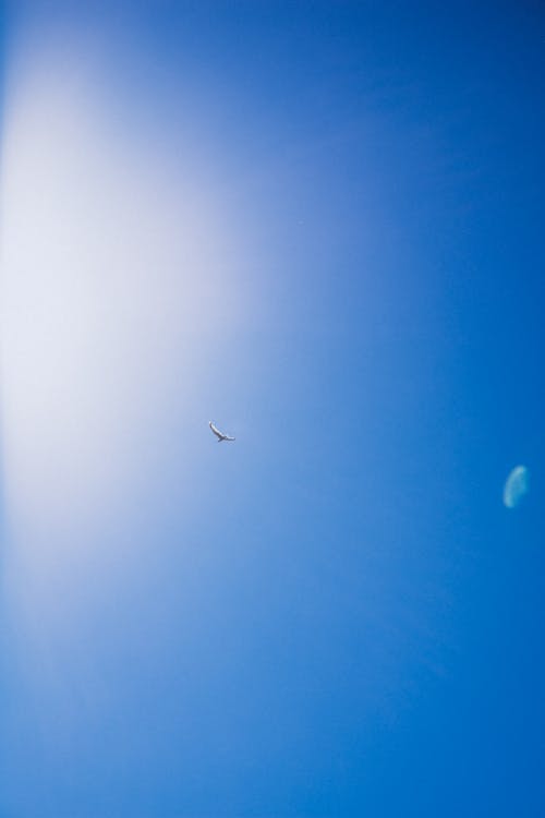 Foto d'estoc gratuïta de au, cel, tir vertical