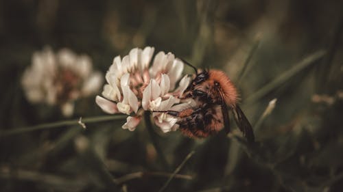 Free Close-Up Shot of a Bee on a White Flower Stock Photo
