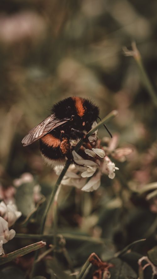 Free Detailed close-up of a bumblebee pollinating a white flower in a grassy field. Stock Photo