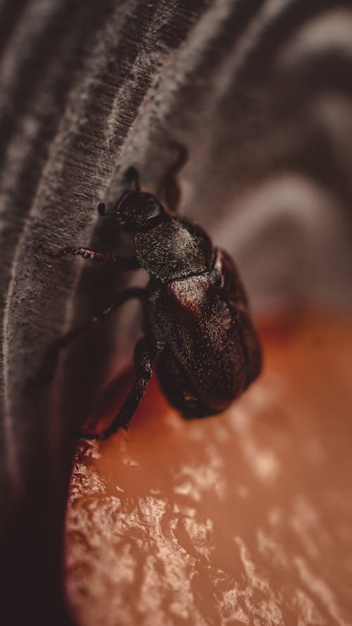 Gratis stockfoto met detailopname, geleedpotige, insect