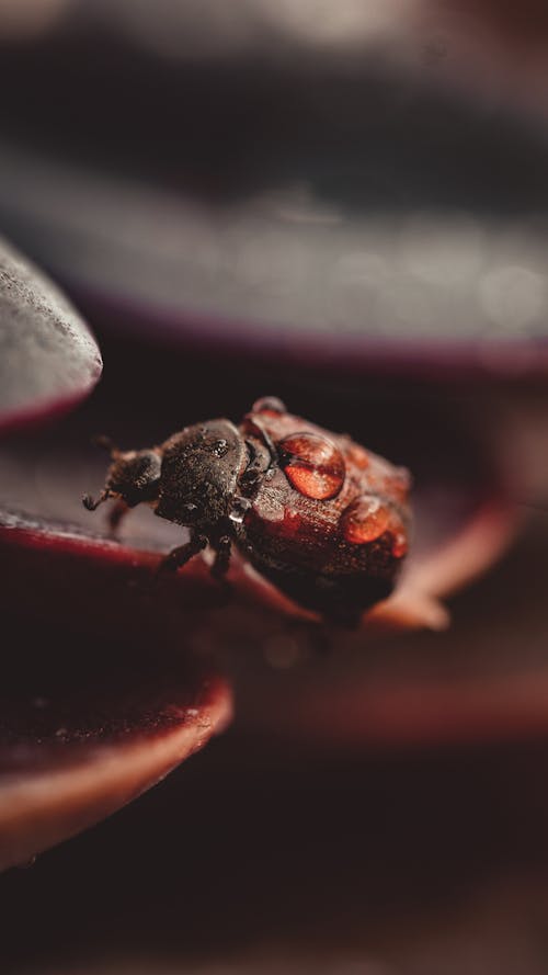 Free Close-Up Shot of a Beetle Stock Photo